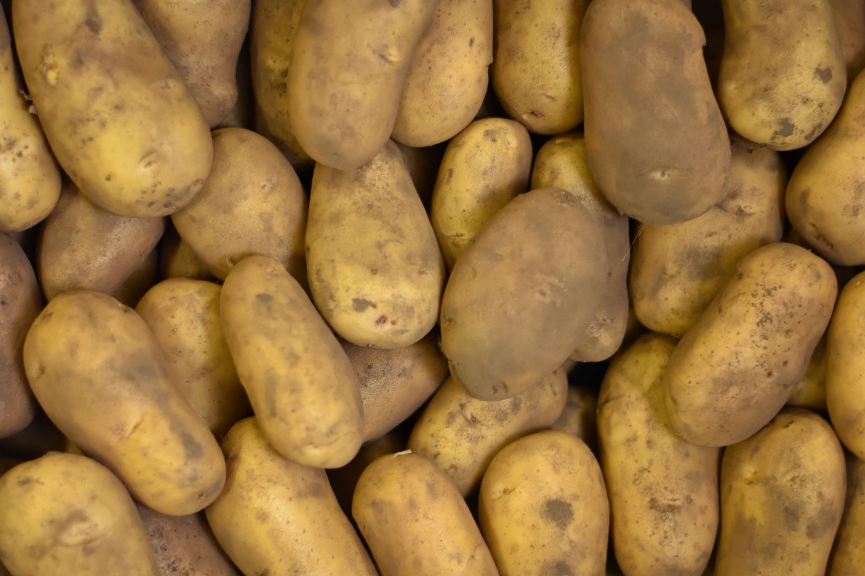 Aardappel Bintje – Nieuwe oogst 2025 – 12Kg